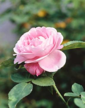 Rosa (Genus), Rosa gallica