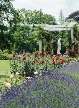 lavender (Genus), Mixture (Mix), Pergola, Rosa (Genus), Rose garden, Statue