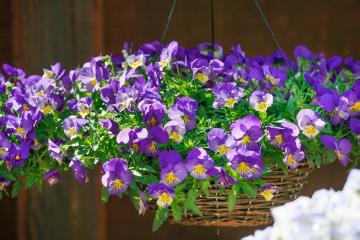 annuals, Hängekorb, Viola Cool Wave™ Serie, Viola x wittrockiana, violet (Genus)