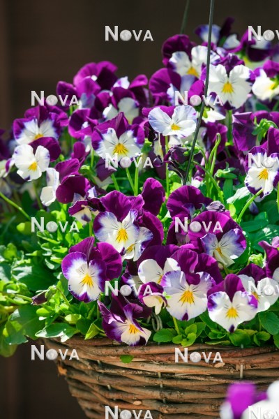 N1518516 Viola Cool Wave ® Violet Wing