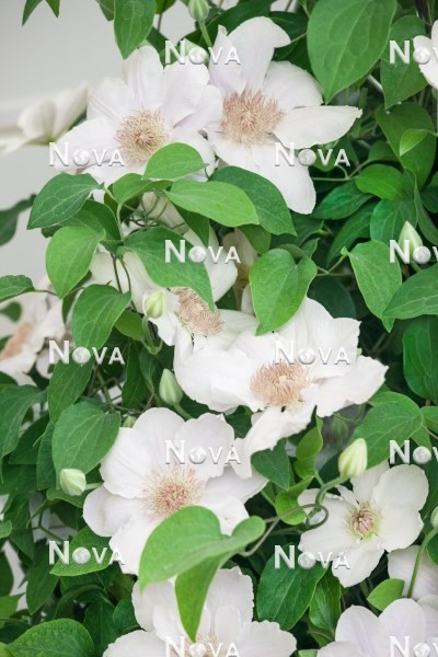 N0401973 Clematis Chantilly ™