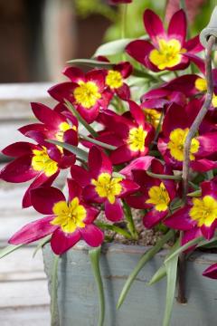 Blumenzwiebel und Knollen, Blumenzwiebel, Holzkiste, Tulipa (Genus), Tulipa humilis