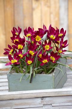 Blumenzwiebel und Knollen, Blumenzwiebel, Holzkiste, Tulipa (Genus), Tulipa humilis