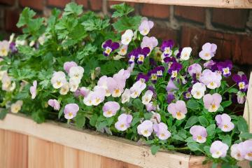 annuals, Mixture (Mix), Plant container with Summer Flowers, Viola x wittrockiana, violet (Genus)