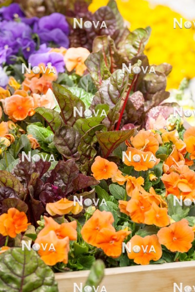 N1518864 Plant container with Viola Grandio Clear Orange and Swiss chard