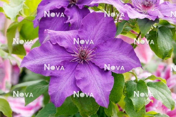 N0401914 Clematis The President