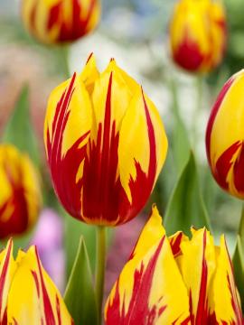 Blumenzwiebel, Bulb and corm, Frühlingsblüher, Springtime, Tulipa Rembrandt