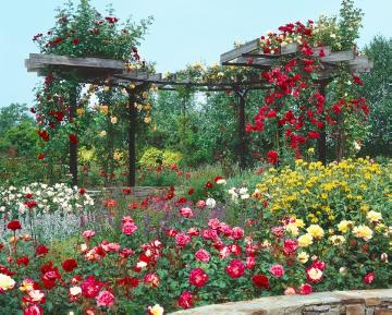Mixture (Mix), Pergola, Rosa (Genus), Rose border, Rose garden