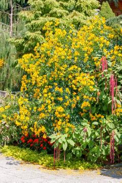 flower bed, pigweed (Genus), planting, Senna (Genus), Senna bicapsularis