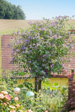 Enzian bush, Solanum (Genus)