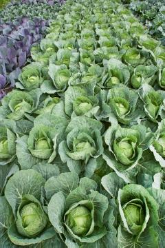 Blattgemüse, oxheart cabbage
