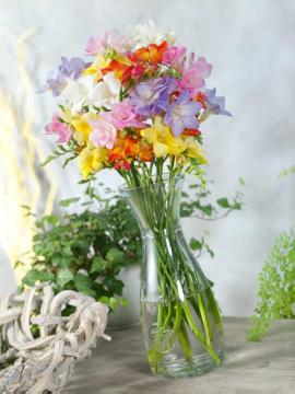 Blumenzwiebel, bouquet of flowers, Cut Flowers, flower vase, Freesia (Genus), Mixture (Mix)