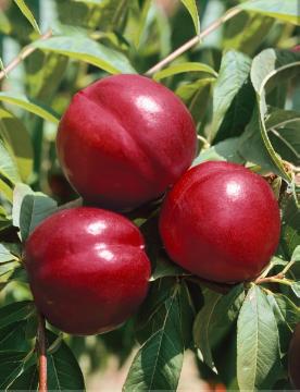 Nectarine, Prunus (Genus)
