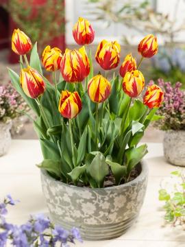 Blumenzwiebel, Bulb and corm, Frühlingsblüher, Plant container «Accessories in the Garden», Pot, Springtime, Tulipa (Genus), Tulipa Rembrandt, Tulipa Single Early