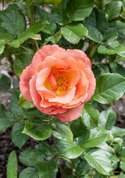 Einzelblüte, Rosa Grandiflora