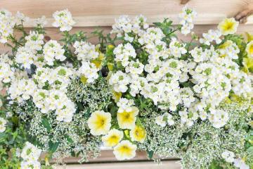 annuals mix, annuals, flower box, Mixture (Mix), nemesia (Genus), petunia (Genus), spurge (Genus), window box