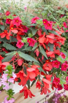 Begonia (Genus), Blumenkiste, Calibrachoa (Genus), Einjährige Pflanze, Einjährige Pflanzen Mischung, Fensterkisterl, Mischung (Mix)