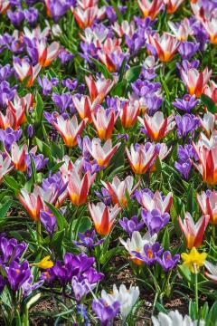 Blumenzwiebel und Knollen, Crocus (Genus), Crocus vernus, Tulipa (Genus), Tulipa kaufmanniana