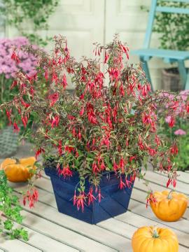 fuchsia (Genus), Fuchsia magellanica, Perennials «perennials», Pot