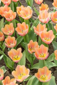 Blumenzwiebel, Tulipa (Genus), Tulipa Single Early
