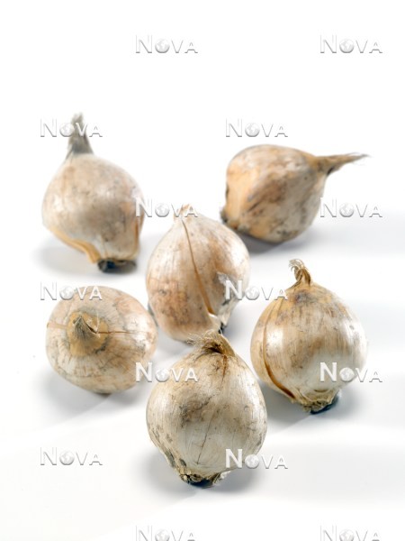 N1911605 Allium Summer Dreamer bulb