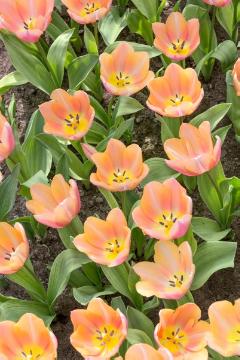 Blumenzwiebel, Tulipa (Genus), Tulipa Single Early