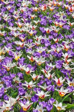 Blumenzwiebel und Knollen, Crocus (Genus), Crocus vernus, Frühlingsblüher, Mischung (Mix), Tulipa (Genus), Tulipa kaufmanniana, Tulpenbeet