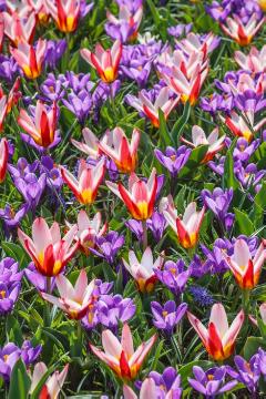 Blumenzwiebel und Knollen, Crocus (Genus), Crocus vernus, Tulipa (Genus), Tulipa kaufmanniana