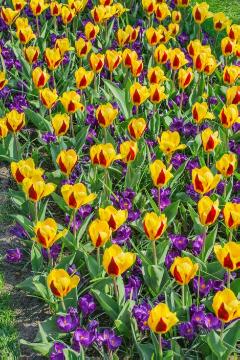 Blumenzwiebel und Knollen, Crocus (Genus), Crocus vernus, Frühlingsblüher, Frühlingsstimmung, Mischung (Mix), Tulipa (Genus), Tulipa kaufmanniana