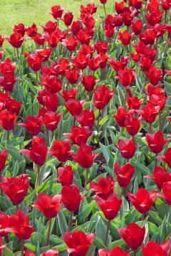 Blumenzwiebel, Frühlingsblüher, Tulipa (Genus), Tulipa kaufmanniana