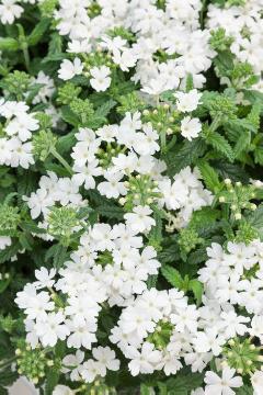 Sommerblumen für den Balkon, Verbena (Genus), Verbena Obsession ® Serie