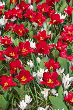Blumenzwiebel und Knollen, Crocus (Genus), Crocus vernus, Frühlingsblüher, Mischung (Mix), Tulipa (Genus), Tulipa kaufmanniana
