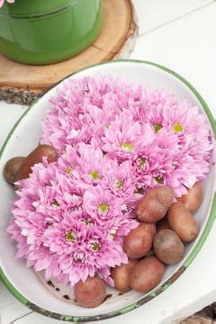 Bouquet / Arrangement, Chrysanthemum (Genus), Decorations - Botanical Art, Floristry, flower arrangement, Lifestyle, spray, Summer Flowers