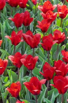 Blumenzwiebel, Frühlingsblüher, Tulipa (Genus), Tulipa kaufmanniana