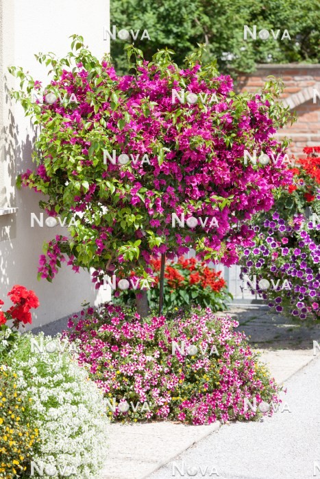 N0402173 Annual mix with Bougainvillea
