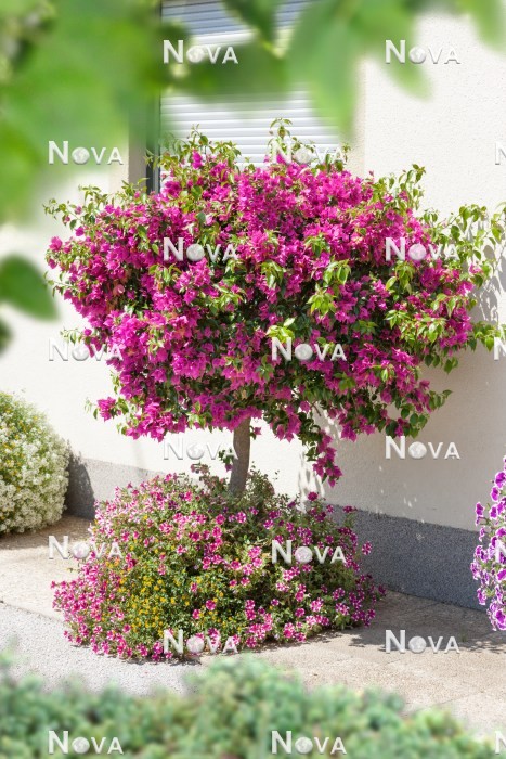 N0402174 Annual mix with Bougainvillea
