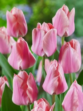 Maveridge, Tulipa Single Early