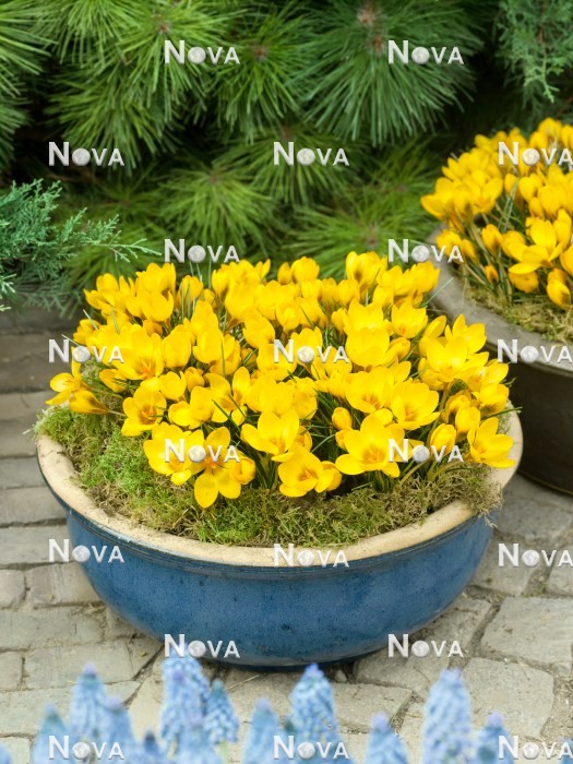 N1921598 Crocus chrysanthus Goldilocks in pot