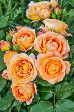 Floribunda-Rose