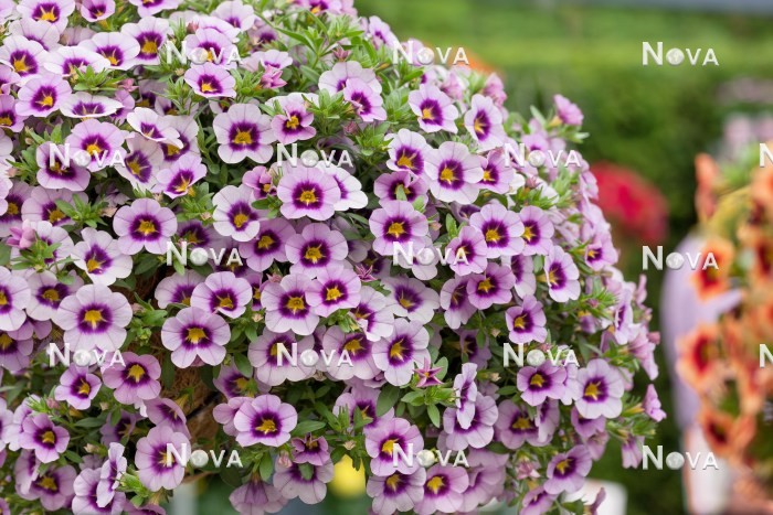 N1521281 Calibrachoa Hula ™ Lavender