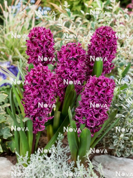 N1921604 Hyacinthus Showmaster