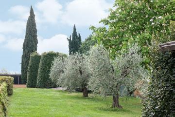 European Hornbeam, Horse chestnut, Italian Cypress, Mediterraner Garten, Olea europaea