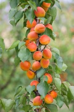 Prunus armeniaca, Spalier