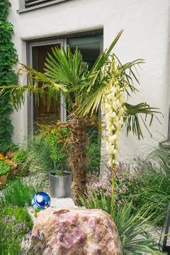 Lavandula angustifolia, Mediterraner Garten, spoon-leaf yucca, terrace, Trachycarpus fortunei