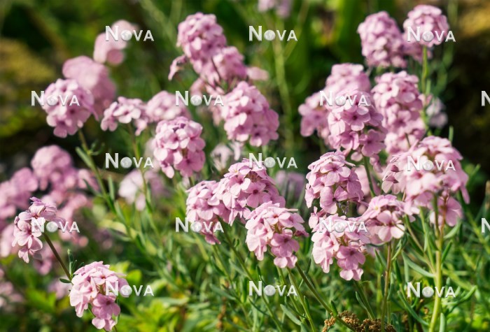 N0924552 Aethionema coridifolium