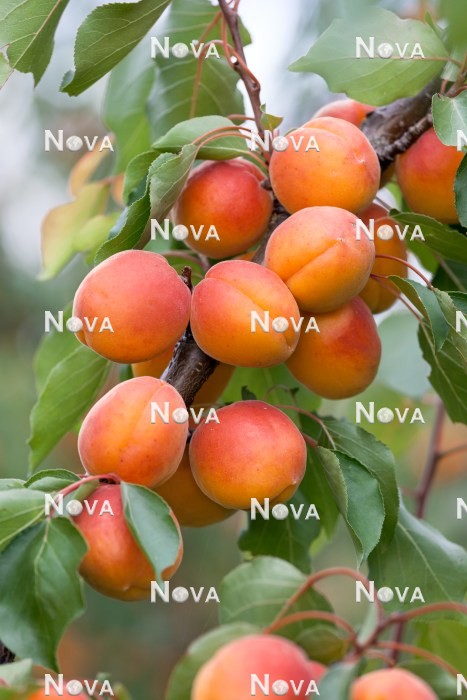 N0702771 Prunus armeniaca