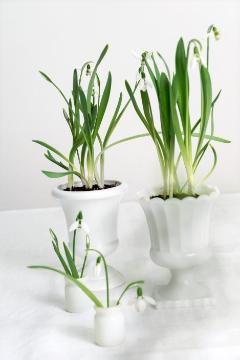 Frühling, Frühlingsstimmung, Galanthus elwesii, Schnittblume, Vase, Übertopf