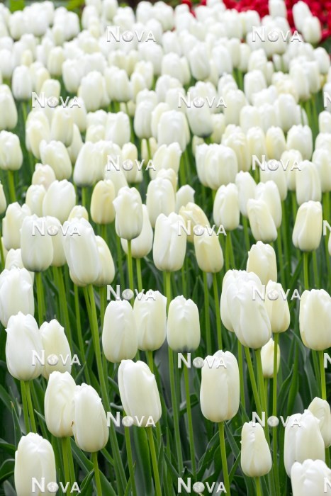 N1922649 Tulipa Single Late White Proud