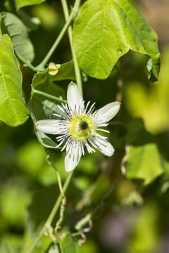 Annual Passion Flower