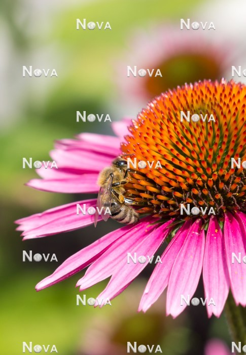 N2101870 Biene auf Echinaceablüte